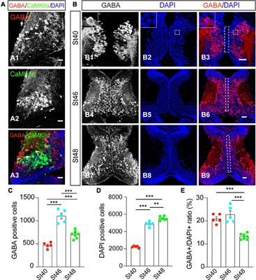 Epigenetic regulation of GABAergic differentiation in the developing brain